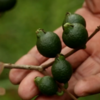 Bendito Fruto - Documentário